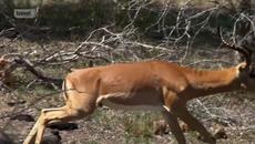 Expedition Unknown - Парк Крюгер - Videoclip.bg