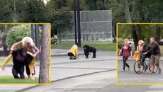 Шимпанзето Чичи избяга от зоопарка в Харков и се разходи из града - Videoclip.bg