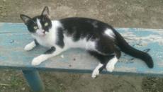 Котарак от магистрален патрул) - Videoclip.bg