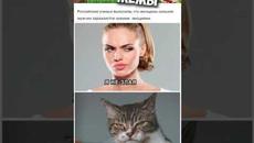 #приколы #юмор #мемы #мем  #коты #котики - Videoclip.bg