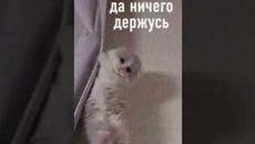 #приколы #лютыеприколы #мемы #мем #мемы2022 #юмор #мемчики  #мемыпро100 - Videoclip.bg