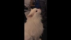 Thurston Waffles Meme Extended Version, Best Quality - Videoclip.bg