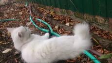 shironeko / бяла котка - Videoclip.bg