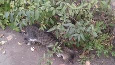 Леопардов котарак с алергии - Videoclip.bg