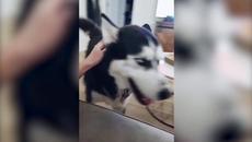 Funny Husky Moments | Husky Dog Tantrums and Zoomies - Videoclip.bg