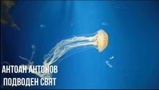 Антоан Антонов - Подводен свят - Videoclip.bg