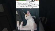 Мемы 2022 #мемы #мем #коты #котики #приколы #кошки #кот #котик #shorts - Videoclip.bg