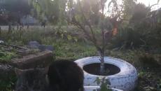 cat circus 2022.10.04 - Videoclip.bg