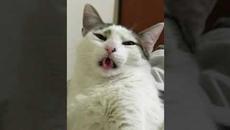 Мемы 2022 #мемы #мем #коты #котики #приколы #кошки #кот #котик #позитив #shorts - Videoclip.bg