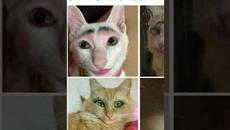 Мемы #котики и #кошки #подпишись - Videoclip.bg