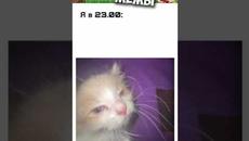 #приколы #лютыеприколы #мемы #мем #мемы2022 #юмор #коты #кошки #котики #котята #кот #подпишись - Videoclip.bg