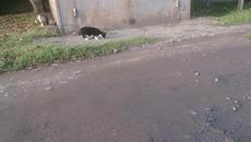 същтото котарак и други^^ #Katze - Videoclip.bg