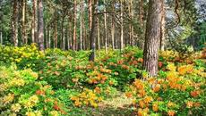 Приказна гора - синтезатор - Videoclip.bg