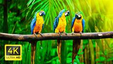 4K Our Planet - Scenic Relaxation Film With Relaxing Music & Animals around the world - Videoclip.bg