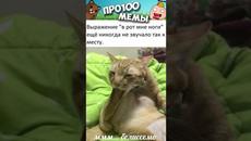 Мемы #котики и #кошки #подпишись - Videoclip.bg