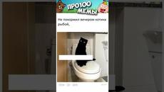 Котики и Мемы с ними #котики и #кошки #подпишись - Videoclip.bg