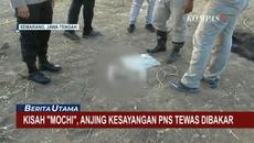 Kisah Haru Mochi, Anjing Kesayangan Paulus Iwan Temukan Potongan Tubuh Majikannya - Videoclip.bg