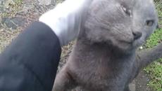 cat circus 11102022 - Videoclip.bg