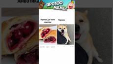 МЕМЫ ЕСТЬ МЕМЫ #приколы #юмор #лютыеприколы #собачки #собаки #мемы #мем #shorts #подпишись#собака - Videoclip.bg