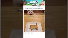 МЕМЫ ЕСТЬ МЕМЫ #коты #котики #кошки #лютыеприколы #котик #кот #мемы #мем #котэ #котя #подпишись - Videoclip.bg