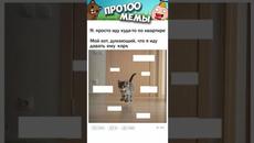 Мем и прикол #котики и #кошки #подпишись - Videoclip.bg