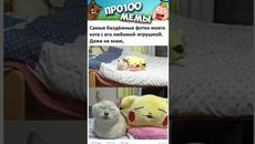 Мемы #котики и #кошки #коты #котики #котята #кот #мемыпро100 #подпишись - Videoclip.bg