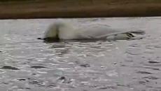 Duck plays peek a boo? - Videoclip.bg