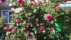 Band ODESSA  -  Запрошую - Videoclip.bg