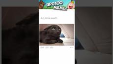 Мемы #котики и #кошки #коты - Videoclip.bg