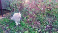 Намерете котка за 1 минута #cat video 18102022 - Videoclip.bg