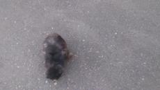 чучело-мяучело^~^ #cat - Videoclip.bg