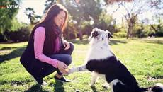 Different ‘Pet Parenting Styles’ Can Drastically Impact Your Dog’s Eventual Resilience, Sociability and Security - Videoclip.bg