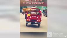 Куче подскача извън и във автомобил в движение - Videoclip.bg