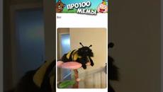 МЕМЫ ЕСТЬ МЕМЫ #приколы #юмор #лютыеприколы #коты #кошки #мемы #мем #котики #shorts #подпишись - Videoclip.bg