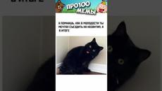 Мемы #котики и #кошки #коты #мем #кот #котик #прикол #приколысживотными #приколыскотами #мемыпро100 - Videoclip.bg