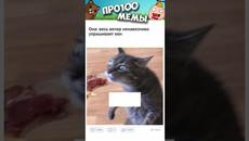 Мемы #котики и #кошки #коты #подпишись - Videoclip.bg
