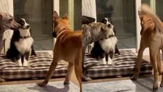 Shy Aussie Shepherd finds out that making new friends can be a RUFF task - Videoclip.bg