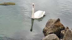 Έλλη Κοκκίνου - Χαρταετός - хвърчило - Videoclip.bg