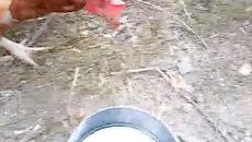 Повелителката на кокошия свят ! - Videoclip.bg