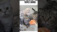 Просто Мемы - Videoclip.bg