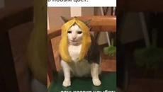 Мемы Просто Мемы - Videoclip.bg