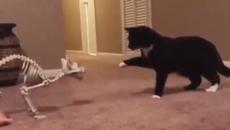 Смешные ролики про животных | Видео приколы про кошек - Videoclip.bg