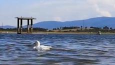 Duck is having a Beach Party! - Videoclip.bg