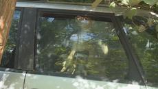 Жесток Куриоз от Варна - 4 кучета са отглеждани в изоставен автомобил, собствениците са неизвестни - Videoclip.bg