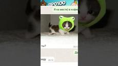 МЕМЫ ЕСТЬ МЕМЫ #приколы #юмор #коты #кошки #мемы #мем #котик - Videoclip.bg