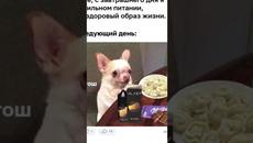МЕМЫ ЕСТЬ МЕМЫ #приколы #юмор #лютыеприколы #собачки #собаки #мемы #мем #shorts #подпишись #собака - Videoclip.bg