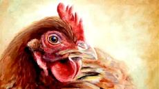 Кокошка - Детска песничка на български език - Videoclip.bg