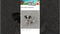 МЕМЫ ЕСТЬ МЕМЫ #приколы #юмор #лютыеприколы #собачки #собаки #мемы #мем #shorts #подпишись #собака - Videoclip.bg