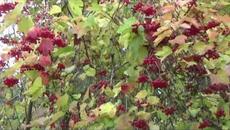 Вот и осень.  Музыка Сергея Чекалина. - Videoclip.bg