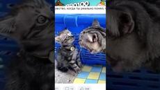 Мемы 2022 Просто Мемы - Videoclip.bg